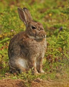 Brown Hare Portrait.